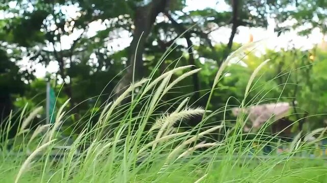 Lush green cogon grass swaying in a soft breeze against a blurred park background.