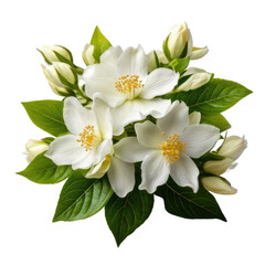 Cluster of white flowers with green leaves