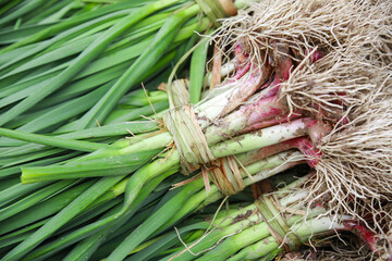 Obraz premium Freshly Dug Red Garlic with Roots, Guizhou Farm Harvest