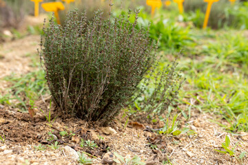 Fresh Green Thyme Plant (Thymus vulgaris) Growing in Garden Soil