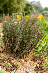 Common Thyme Bush Growing in Organic Soil in a Sunny Herb Garden