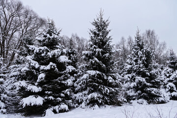 Winter landscape featuring cluster of snow-laden pine trees, frosty ground, muted overcast sky,...