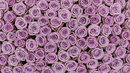 A full frame of delicate lavender roses in bloom creating a luxurious floral background