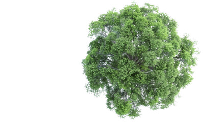 Obraz premium Lush green tree with a natural appearance isolated on a white background