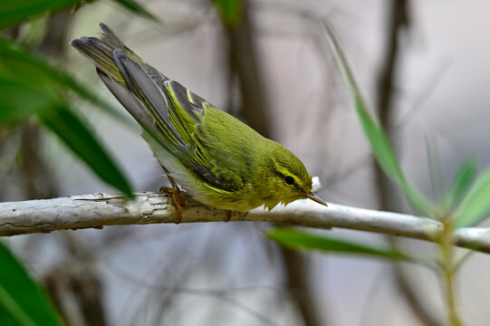 Waldlaubs&auml;nger // Wood warbler (Phylloscopus sibilatrix)