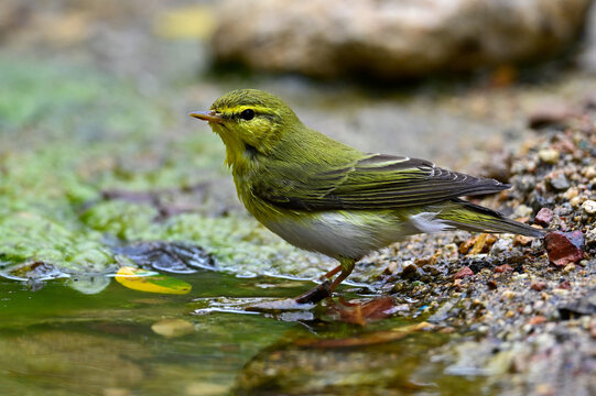 Waldlaubs&auml;nger // Wood warbler (Phylloscopus sibilatrix)