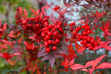 Beautiful clusters of red Nandina berries in nature.