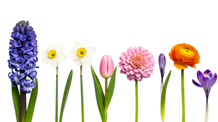A vibrant selection of different spring flowers arranged in a row against a solid black background