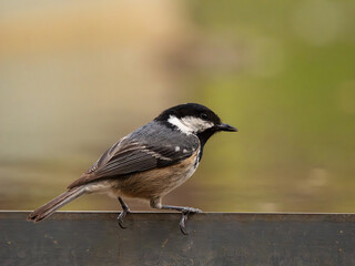 Obraz premium Fauna in the Buixcarro nature reserve, Bocairent, Spain