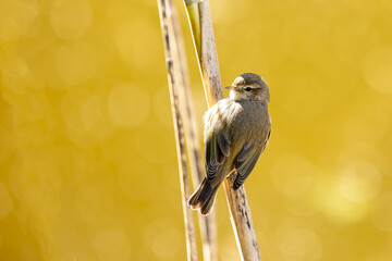 Common Chiffchaff (Phylloscopus collybita) Perched on a Reed with Golden Bokeh Background