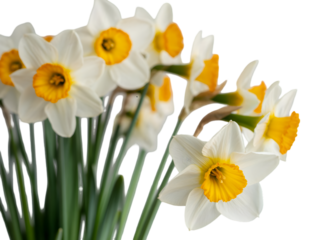 Easter sunday daffodils isolated on transparent background