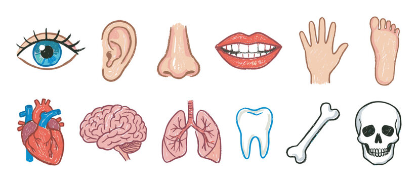 Set of human body parts and organs including the eye, ear, nose, mouth, heart, brain, lungs, and skull drawn in a simple, sketchy, and colorful illustration style