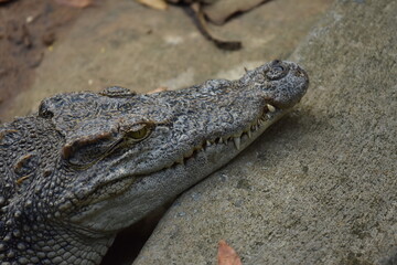 Fototapeta premium Wild Animal In the Zoo, Sai Gon.