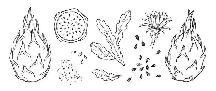 Hand-drawn dragon fruit illustration set with whole pitaya, slice, seeds, flower, and leaves in a black and white botanical sketch style for healthy food concepts