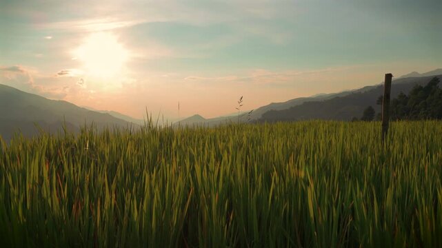 Static shot of golden rice stalks ready for harvest. Close-up view of ripe grain in a rural field with traditional haystacks in the background under soft natural light in Vietnam.