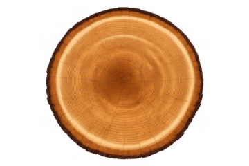 Tree rings showing organic structure, growth, and natural timber texture on transparent background