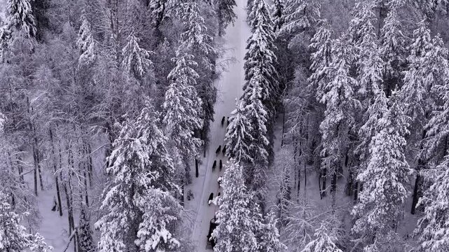 Husky sledding through snow covered forest in Lapland, Traditional arctic winter sport, Drone shot