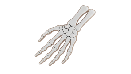 Anatomical Illustration of Human Hand Skeleton