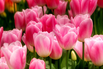 Fototapeta premium Close-up of pink tulips field flowerbed background