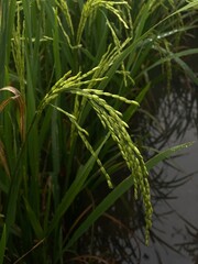 Fototapeta premium rice in the field
