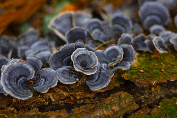 Clusters of grey turkey tail mushrooms on a tree trunk.