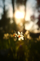 Daffodils in the meadow at sunset time