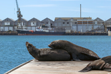 Group of cape fur seals resting on a wooden dock with a harbor and industrial buildings in...