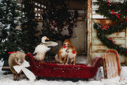 two Shiba Inu dogs sitting on a couch in front a cow trailer