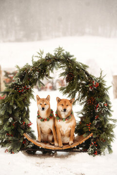 two Shiba Inu dogs sitting in a Christmas wreath in the snow