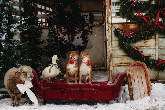 two Shiba Inu dogs sitting in a Christmas wreath in the snow