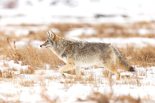 Coyote Stalking Its Prey in a Snowy Field