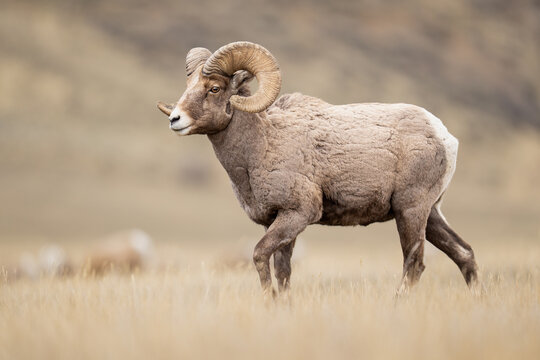 Majestic Ram in Open Grassland: A Rugged Bighorn Sheep (Ovis Can