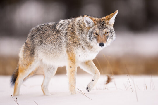 Coyote in Snow: A Solitary Canis latrans Portrait Stalking Acros