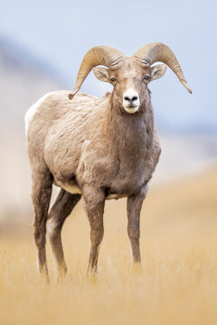 Bold Ram With Curved Horns Stands in Golden Prairie, Watchful Ey