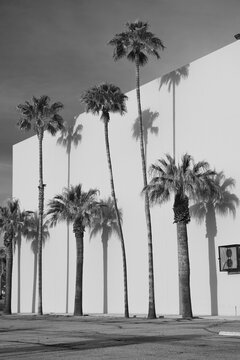 Pam Trees and Shadows in Southern California
