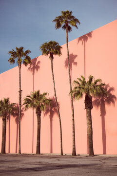 Pam Trees and Shadows in Southern California