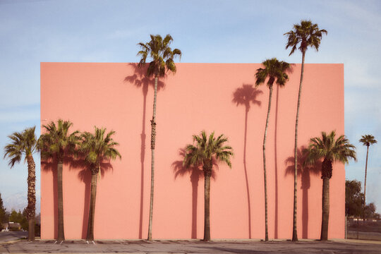 Pam Trees and Shadows in Southern California
