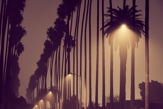 Palm Trees in a Row on Foogy Los Angeles Street