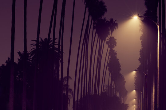 Palm Trees in a Row on Foogy Los Angeles Street