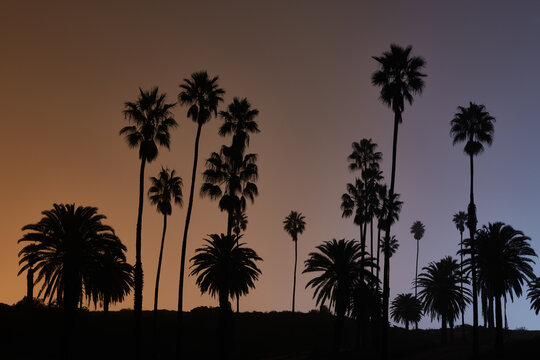 Palm Trees Dotting a Colorful Sky on Foggy LA Night