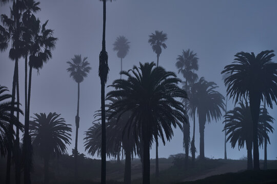 Palm Trees Dotting a Colorful Sky on Foggy LA Night
