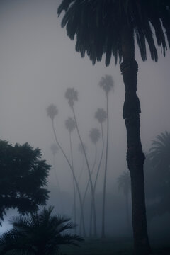 Tall Palms on Foggy Night in Elysian Park