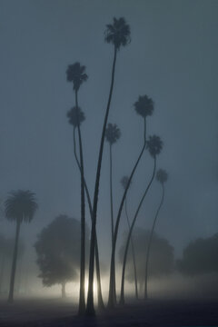 Tall Palms on Foggy Night in Elysian Park