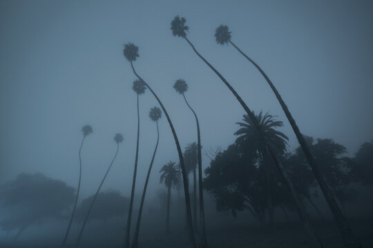 Tall Palms on Foggy Night in Elysian Park