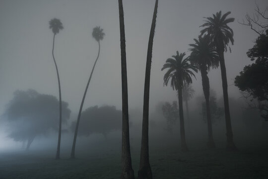 Tall Palms on Foggy Night in Elysian Park