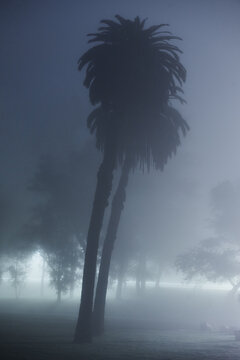 Tall Palms on Foggy Night in Elysian Park