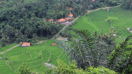 Green rice terraces and rural village surrounded by tropical forest landscape