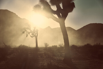 Joshua Trees Silhouetted Against Dusty Sunset