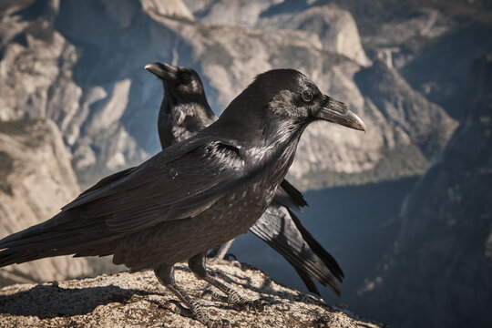 Ravens Perched in front of Yosemite's Iconic Half Dome