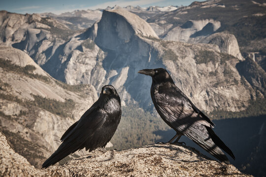Ravens Perched in front of Yosemite's Iconic Half Dome